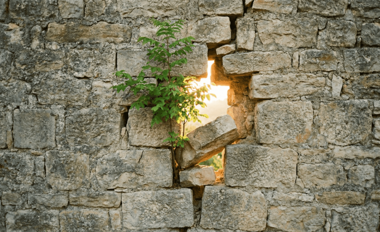 Verhalten ändern: Eine junge, grüne Pflanze wächst kraftvoll durch einen Spalt in einer alten Steinmauer und lässt Sonnenlicht hindurch, ein Symbolbild für den Prozess, wenn wir starre Verhaltensmuster ändern.